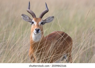 Ugandan kob antelope portrait in its natural environment