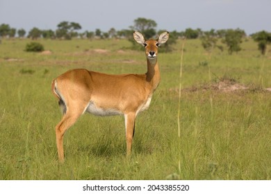 Ugandan kob antelope portrait in its natural environment