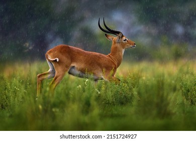 Ugandan kob jump, Kobus kob thomasi, rainy day in the savannah. Kob antelope in the green vegetation during the rain, Queen Elizabeth NP in Uganda, Africa. Cute antelope in nature habitat, wildlife.
