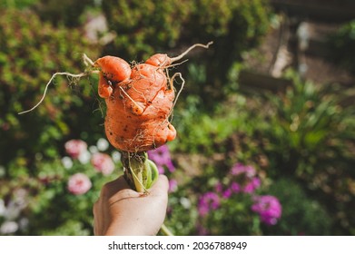 ugly, awkward, funny big carrot in hand. own harvest. fresh healthy vegetables. source of vitamin a. selective focus