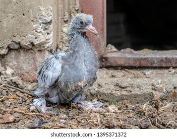 Ugly Baby Pigeon Feathers Photo De Stock Modifiable