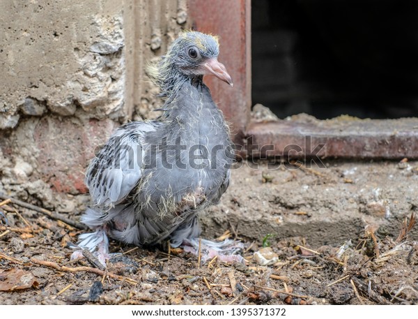 Ugly Baby Pigeon Feathers Photo De Stock Modifiable