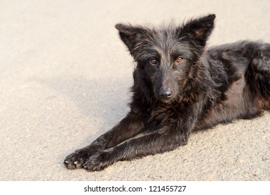 Ugly Black Dog Lying On The Asphalt Road