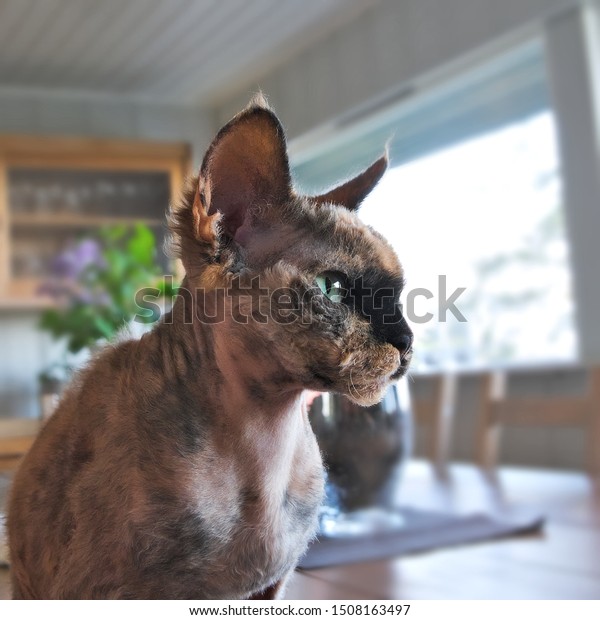 Ugly Cat Has Short Hair Tipped Stock Photo Edit Now 1508163497