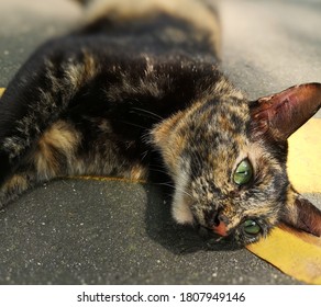 An Ugly Cat Waiting For His Tummy Rub.