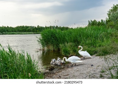 ugly ducklings. Beautiful swan-swan chicks, fluffy gray-white swan-swan chicks in blue lake water. Spring newborn wild swans-birds in the pond. Selective focus.