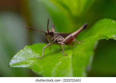 Ugly Face Of Brown Grasshopper On A Green Leaf