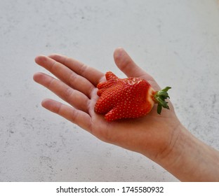 Ugly Fruit, Imperfect Strawberry In Child Hand