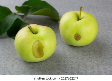 Ugly Garden Apples On Grey Background. Horizontal Orientation