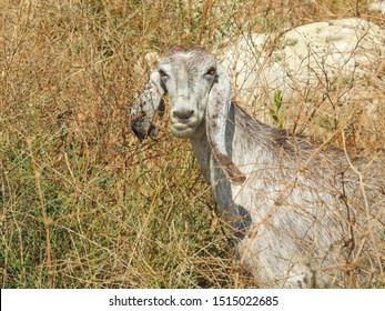 Ugly Hornless White-gray Goat Inside Dry And Thorny Bush Looking At Camera