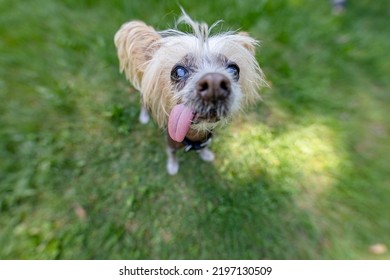 Ugly Old Chinese Crested Dog 