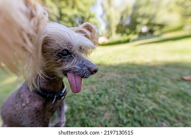 Ugly Old Chinese Crested Dog 