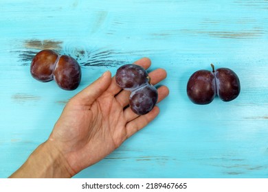 Ugly Organic Blue Plums On Blue Background. The Ugly Produce Trend Is The Sale Of Imperfect Looking Produce.