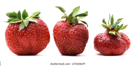 Ugly Organic Home Grown Strawberries Isolated