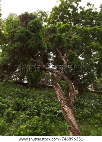 Uhd image of beautiful tree in forest. 