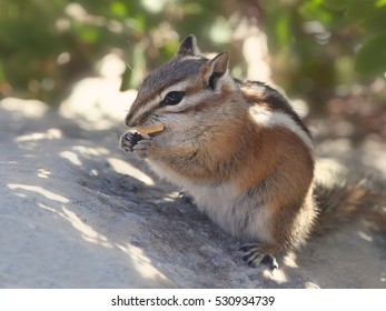 Uinta Chipmunk