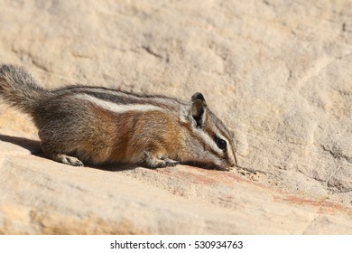 Uinta Chipmunk