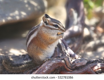 Uinta Chipmunk