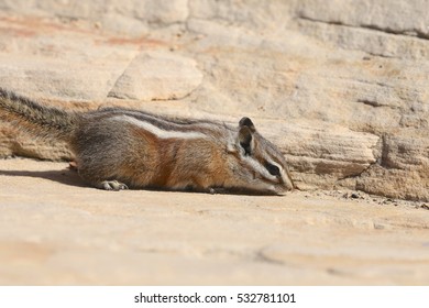 Uinta Chipmunk