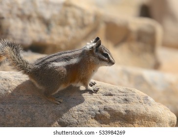 Uinta Chipmunk