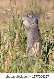 Uinta Ground Squirrel Eating Grass