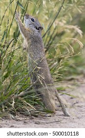 Uinta ground squirrel reaching or stretching for grass seeds