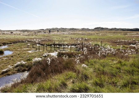 Uitgebloeide Zeeaster in getijdegebied Vliehors; Overblown Sea Aster in Vliehors tidal plains