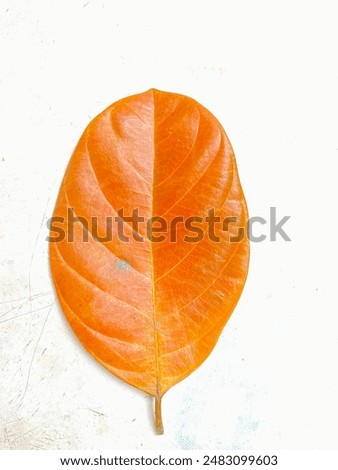 Similar – Image, Stock Photo Yellow-orange colors on leaves around a footpath in a park in the northeast of Ghent, Belgium at sunset. Autumn season during November