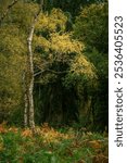 UK autumn fall woodland tree and leaf colours at Brocton Coppice, Cannock Chase, Staffordshire, England, UK a designated area of outstanding natural beauty.