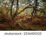 UK autumn fall woodland tree and leaf colours at Brocton Coppice, Cannock Chase, Staffordshire, England, UK a designated area of outstanding natural beauty.