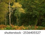 UK autumn fall woodland tree and leaf colours at Brocton Coppice, Cannock Chase, Staffordshire, England, UK a designated area of outstanding natural beauty.