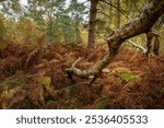 UK autumn fall woodland tree and leaf colours at Brocton Coppice, Cannock Chase, Staffordshire, England, UK a designated area of outstanding natural beauty.