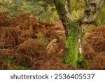 UK autumn fall woodland tree and leaf colours at Brocton Coppice, Cannock Chase, Staffordshire, England, UK a designated area of outstanding natural beauty.