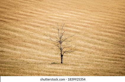 UK climate change concept, dead tree in a dry crop field, UK summer landscape depicting global warming