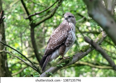 UK Common Buzzard  Buteo Buteo