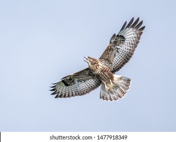 UK Common Buzzard In Flight