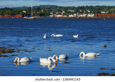 UK, Devon, Exe Estuary Swans