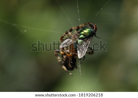 Similar – Dragonfly sunbathing