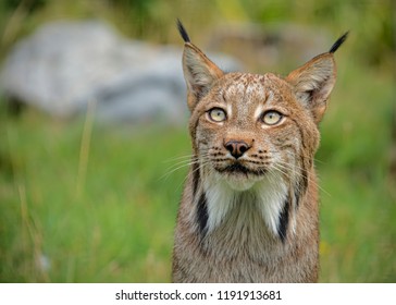 UK, Hamerton Zoo - 17 Aug 2018: 
Candian Lynx In Captivity