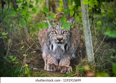 UK, Hamerton Zoo - 17 Aug 2018: 
Candian Lynx In Captivity