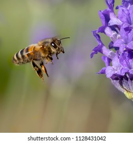 UK Honey Bee in flight towards Lavender.  The Honey Bees come from the Apidae family and are classified as “social” bees due to the fact that they live in colonies of more than 50,000 workers.