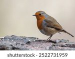 The UK robin, or European robin, is a small bird known for its bright orange-red breast. Found in gardens, woodlands, and parks, it sings year-round and being territorial