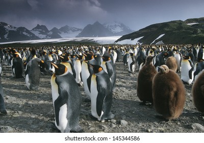 UK South Georgia Island Colony Of King Penguins