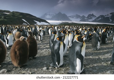 UK, South Georgia Island, Colony Of King Penguins