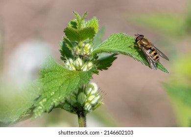 UK Species Of Hover Fly, Mimicking A Wasp, Perched On A Nettle. Norfolk, UK. 