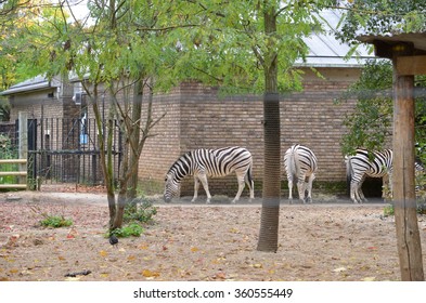 UK/London Zoo/Zebra