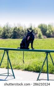 Ukraine, Borispol - MAY 22 : Dog Service Boryspil International Airport On May 22, 2015 In Borispol, Ukraine