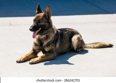 Ukraine, Borispol - MAY 22 : Dog Service Boryspil International Airport On May 22, 2015 In Borispol, Ukraine