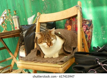 Ukraine, Kyiv, Andriivskyi Descent, Antique Cat