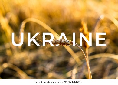 Ukraine War. Spikelets Gold Color, Backlit, Natural Summer Background. Photo Of Wheat Field At Sunrise Sun Burst. Glitter Overlay.